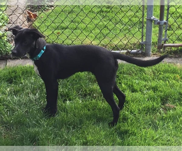 Medium Photo #1 Labrador Retriever-Unknown Mix Puppy For Sale in Woodbury, NY, USA