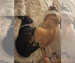 Small #2 Mutt