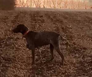 Mother of the German Shorthaired Pointer puppies born on 12/20/2022