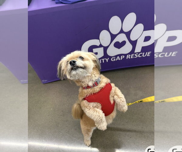 Medium Photo #3 Shih Tzu Puppy For Sale in Euless, TX, USA