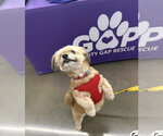 Small #2 Shih Tzu