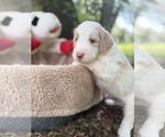 Small Photo #32 Goldendoodle Puppy For Sale in PIERSON, FL, USA