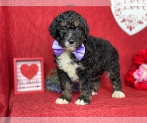 Bernedoodle Puppy for sale in LANCASTER, PA, USA