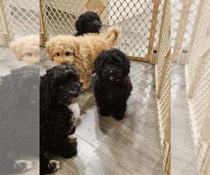 Medium Cavapoo (Miniature)