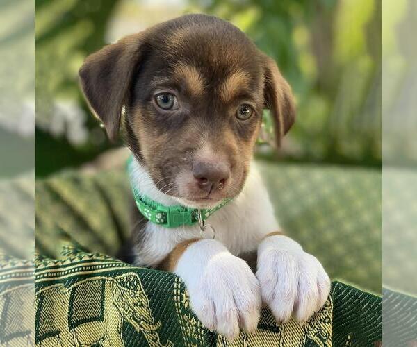 Medium Photo #5 Mutt Puppy For Sale in San Diego, CA, USA