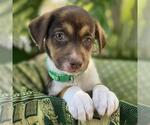 Small #4 Mutt
