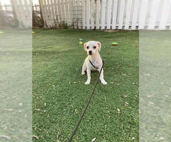 Medium Photo #1 Poodle (Miniature) Puppy For Sale in Fremont, CA, USA