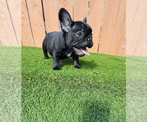 French Bulldog Puppy for sale in CHAPIN, SC, USA