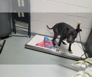 Mutt Dogs for adoption in St. Cloud, FL, USA