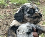 Small Photo #9 Cocker Spaniel Puppy For Sale in GADSDEN, AL, USA
