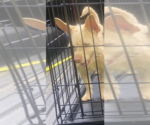 Small #1 Chihuahua Mix