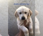 Small Photo #3 Golden Retriever Puppy For Sale in BUCKS BAR, CA, USA