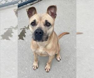 Mutt Dogs for adoption in Tulsa, OK, USA