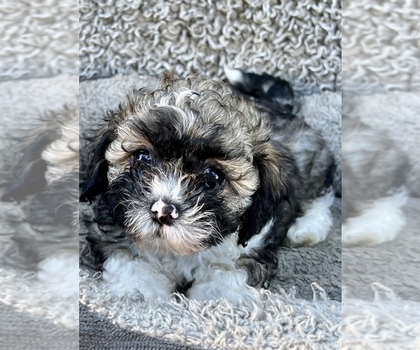 Medium Photo #54 Zuchon Puppy For Sale in RENO, NV, USA