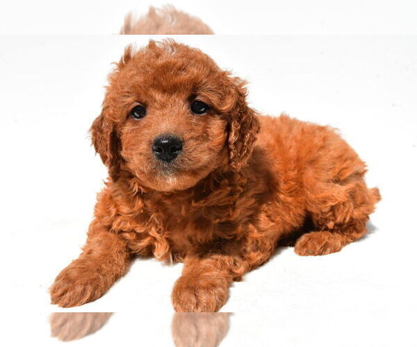Medium Photo #7 Goldendoodle mix (+ Poodle Miniature) Puppy For Sale in DURHAM, CT, USA