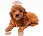 Small #6 Goldendoodle mix (+ Poodle Miniature)
