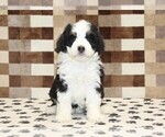 Small #2 Bernedoodle (Miniature)
