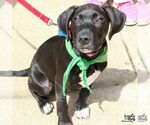 Small #15 Labrador Retriever Mix