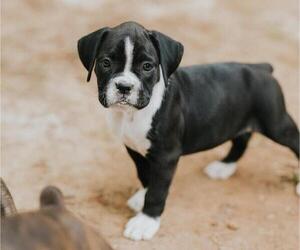 Boxer Puppy for sale in ABBEVILLE, SC, USA