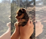 Small Photo #20 Yorkshire Terrier Puppy For Sale in NEWCASTLE, CA, USA