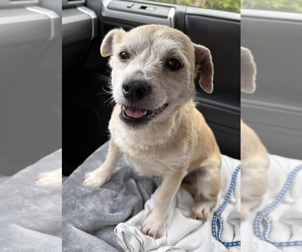 Medium Photo #3 Mutt Puppy For Sale in Boonton, NJ, USA