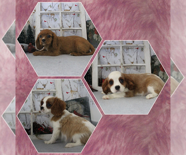 Medium Photo #1 Cavalier King Charles Spaniel Puppy For Sale in CHANUTE, KS, USA
