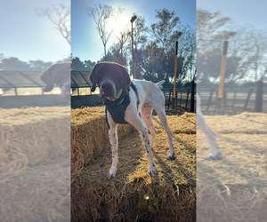Father of the German Shorthaired Pointer puppies born on 06/13/2025
