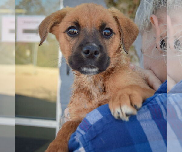 Medium Photo #5 Boxer-Unknown Mix Puppy For Sale in Huntley, IL, USA