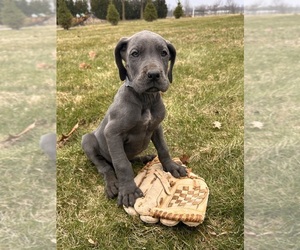 Great Dane Puppy for sale in MIDDLEBURY, IN, USA