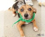 Small #1 Chihuahua Mix