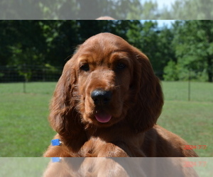 Irish Setter Puppy for Sale in JAMESTOWN, Tennessee USA