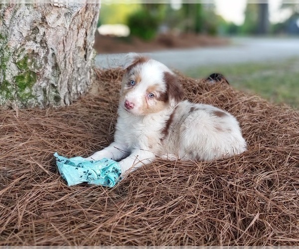 Medium Photo #1 Australian Shepherd Puppy For Sale in PIKEVILLE, NC, USA