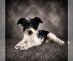 Image preview for Ad Listing. Nickname: AKC Stella