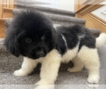 Small Photo #1 Newfoundland Puppy For Sale in TREMONTON, UT, USA