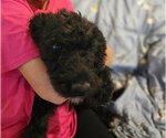 Small #4 Mutt