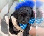 Small #2 Cavapoo (Miniature)