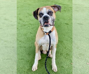 Boxer Dogs for adoption in Austin, TX, USA