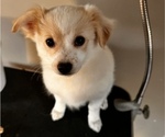Small Photo #3 Chiranian Puppy For Sale in FITCHBURG, MA, USA