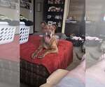 Small #6 American Pit Bull Terrier-Labrador Retriever Mix