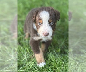 Australian Shepherd Puppy for sale in ROCK STREAM, NY, USA