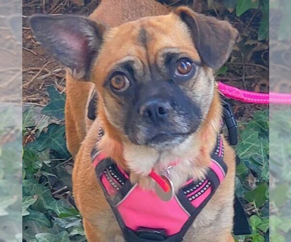Medium Photo #2 Pug-Unknown Mix Puppy For Sale in Tustin, CA, USA