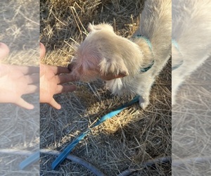 Mother of the Malchi-Poodle (Standard) Mix puppies born on 05/10/2026