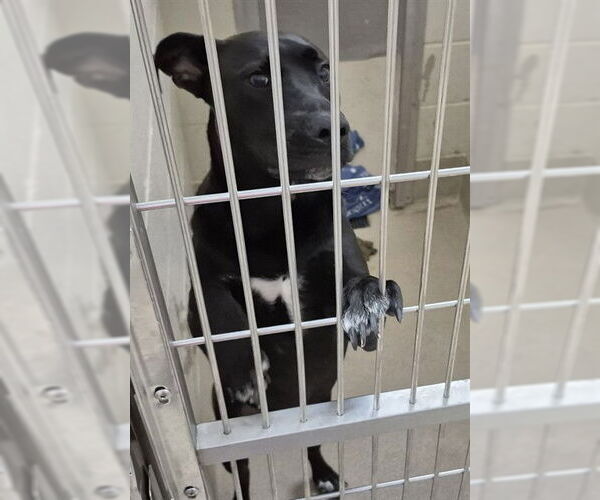 Medium Photo #1 Labrador Retriever Puppy For Sale in Decatur, IL, USA