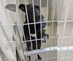 Small Labrador Retriever
