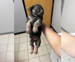 Small #2 Huskies  Mix