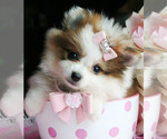 Image preview for Ad Listing. Nickname: Teacup and Toys