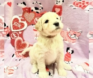 Portuguese Water Dog Puppy for sale in SWARTZ CREEK, MI, USA