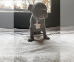 Small Photo #5 American Bully Puppy For Sale in SOMERSET, KY, USA