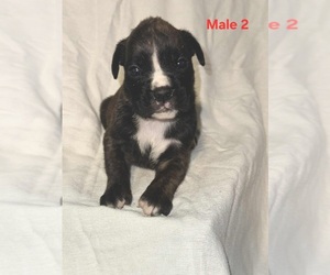 Boxer Puppy for sale in PELZER, SC, USA