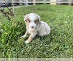 Puppy 4 Miniature Australian Shepherd